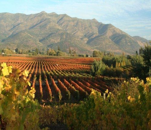 Web ayuda a los hoteles de Colchagua a aumentar sus ventas