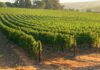 Viña Concha y Toro innova con soluciones inteligentes de SAP