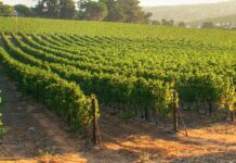 Viña Concha y Toro innova con soluciones inteligentes de SAP