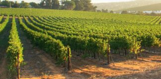 Viña Concha y Toro innova con soluciones inteligentes de SAP